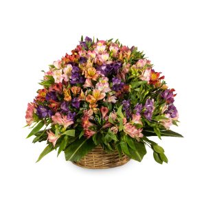 سبد آلسترومریا