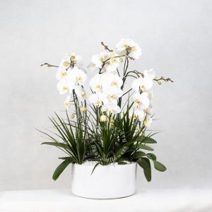 مجموعه ارکیده 6 عددی