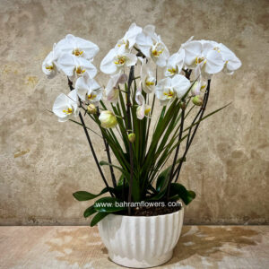 مجموعه ارکیده 3 عددی