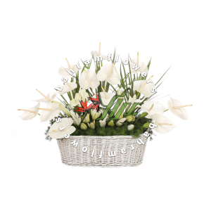 سبد سفید متوسط