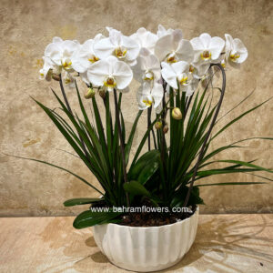 مجموعه ارکیده 4 عددی