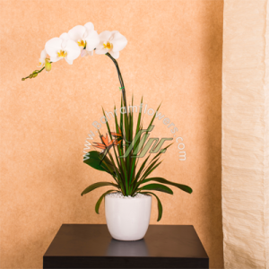 ارکیده سفید