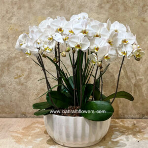 مجموعه ارکیده 5 عددی