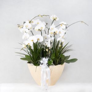 مجموعه ارکیده 9 عددی