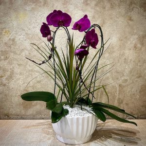 مجموعه ارکیده ۲ عددی