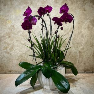 مجموعه ارکیده ۳ عددی