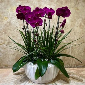 مجموعه ارکیده ۴ عددی