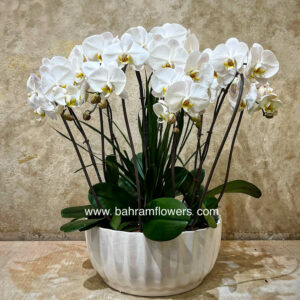 مجموعه ارکیده 7 عددی