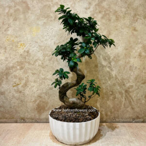 بنسای سایز 2