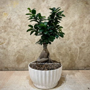 بنسای سایز 1